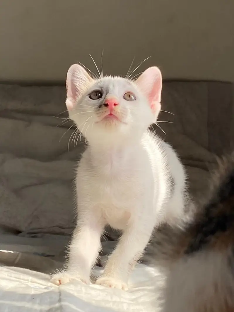 3 Cute Active Kittens For Adoption — photo 3