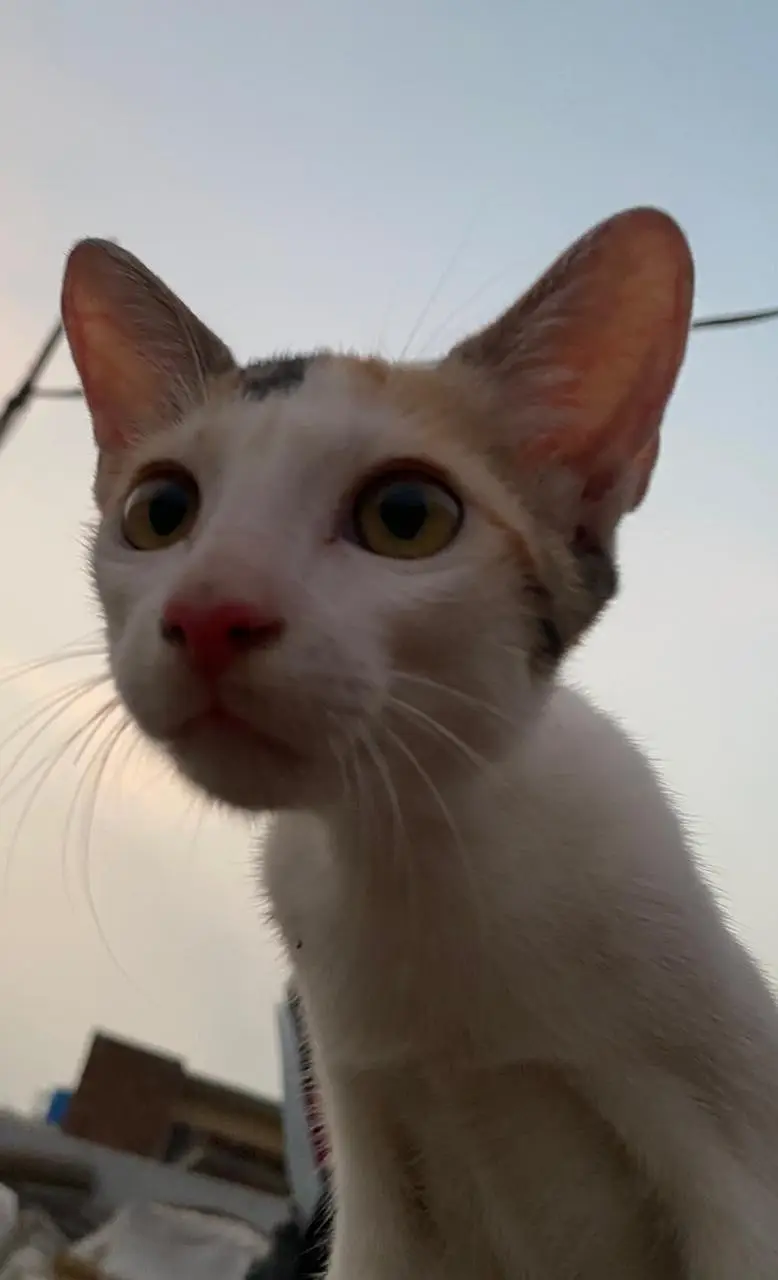 3 Cute Active Kittens For Adoption — photo 4