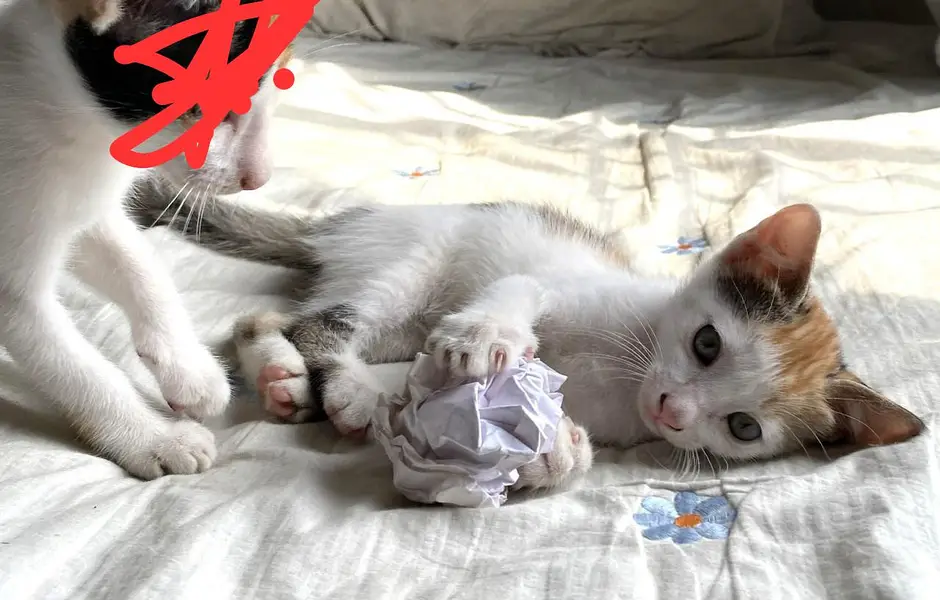 3 Cute Active Kittens For Adoption — photo 5