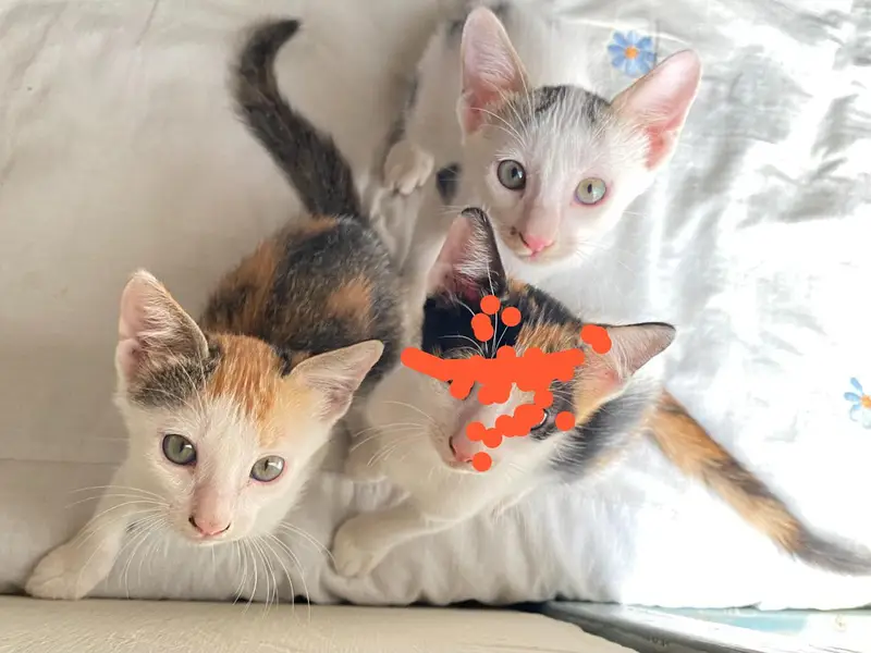 3 Cute Active Kittens For Adoption — photo 6