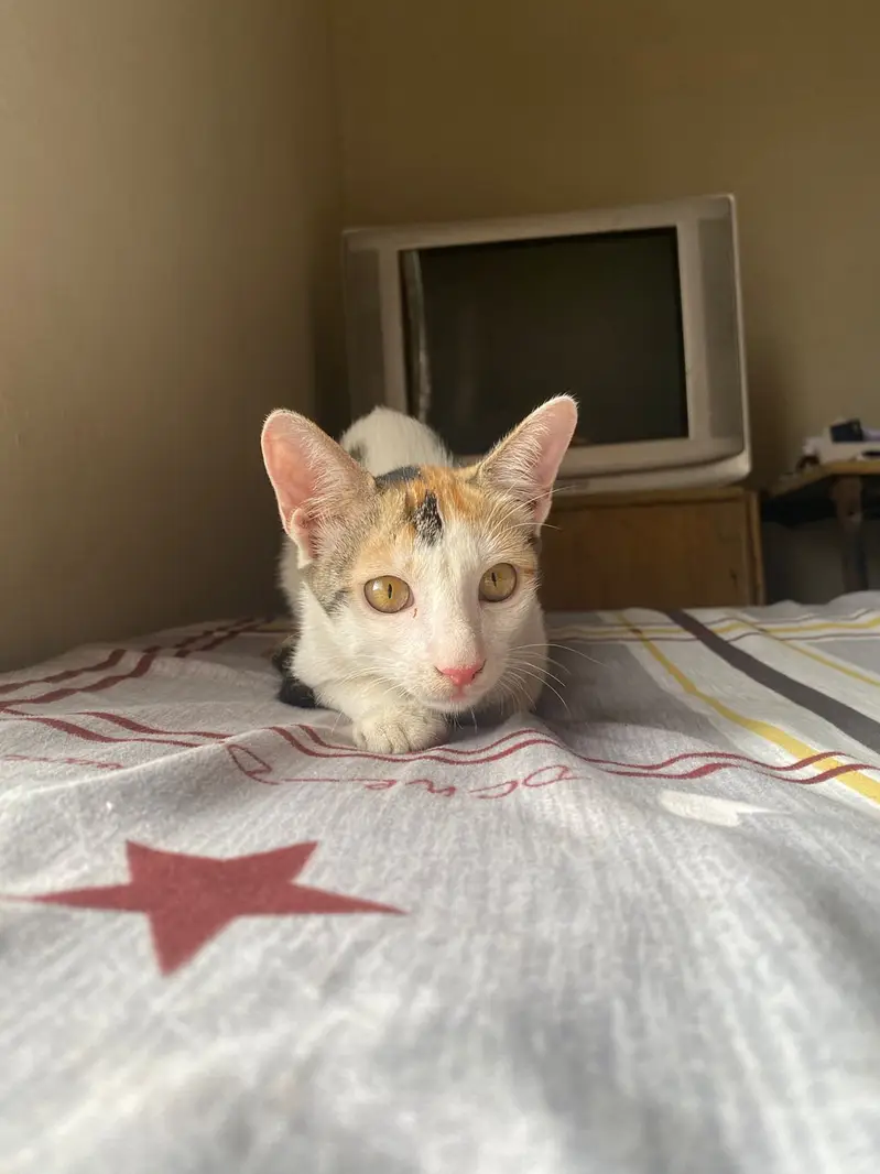 3 Cute Active Kittens For Adoption — photo 8