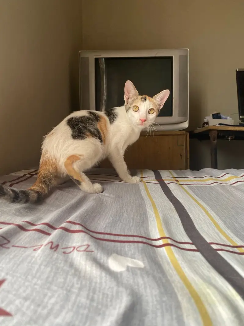 3 Cute Active Kittens For Adoption — photo 9