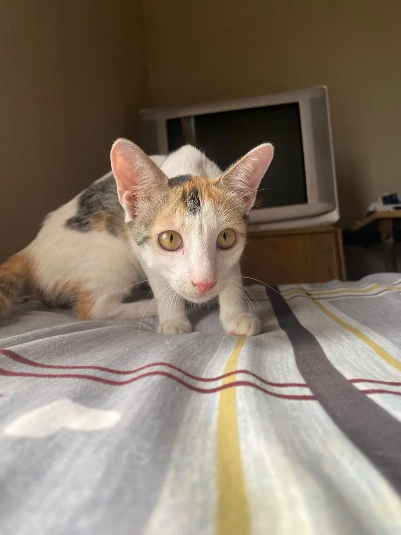 3 Cute Active Kittens For Adoption — photo 10