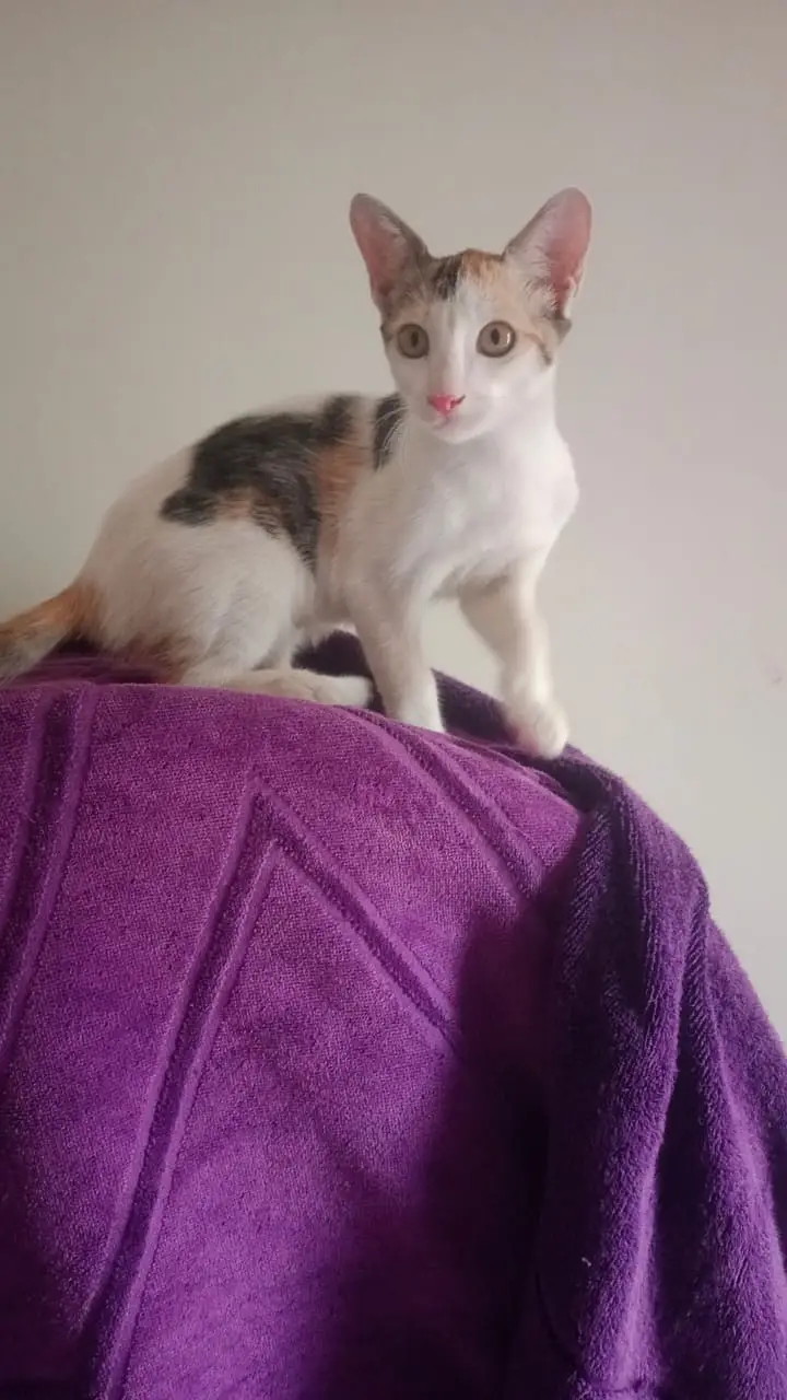 3 Cute Active Kittens For Adoption — photo 11