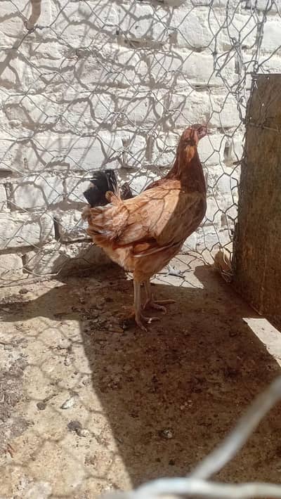 Egg stater Hens 1 Hen price 900