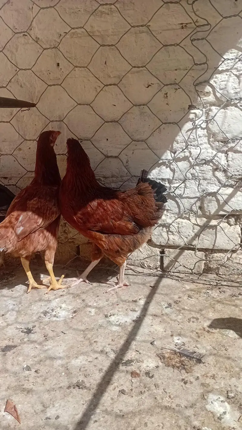Egg stater Hens 1 Hen price 900 — photo 2