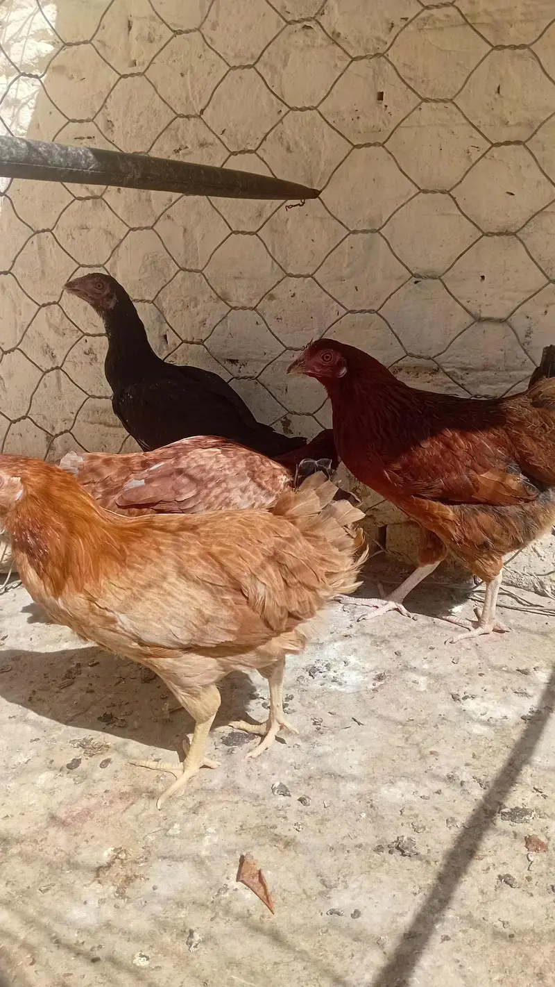 Egg stater Hens 1 Hen price 900 — photo 3