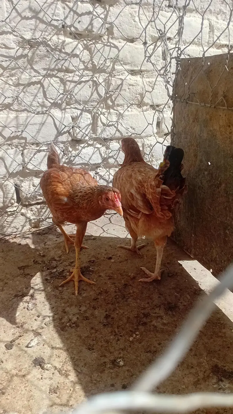 Egg stater Hens 1 Hen price 900 — photo 4