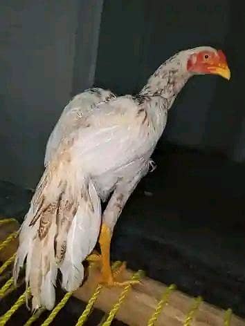 puresindhi
