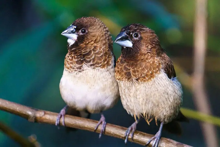 Banglies Breder pairs