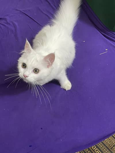 Beautiful White  Hazel Eyes Persian Cat Available For Loving Family