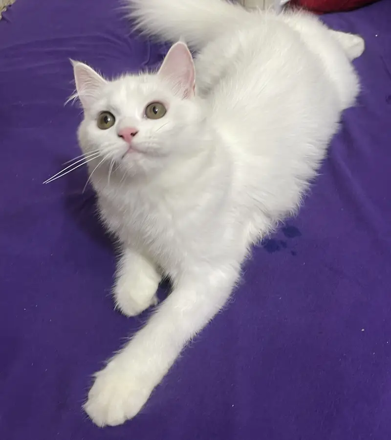 Beautiful White  Hazel Eyes Persian Cat Available For Loving Family — photo 2