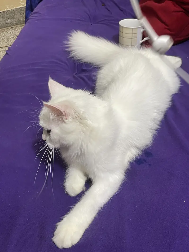 Beautiful White  Hazel Eyes Persian Cat Available For Loving Family — photo 3