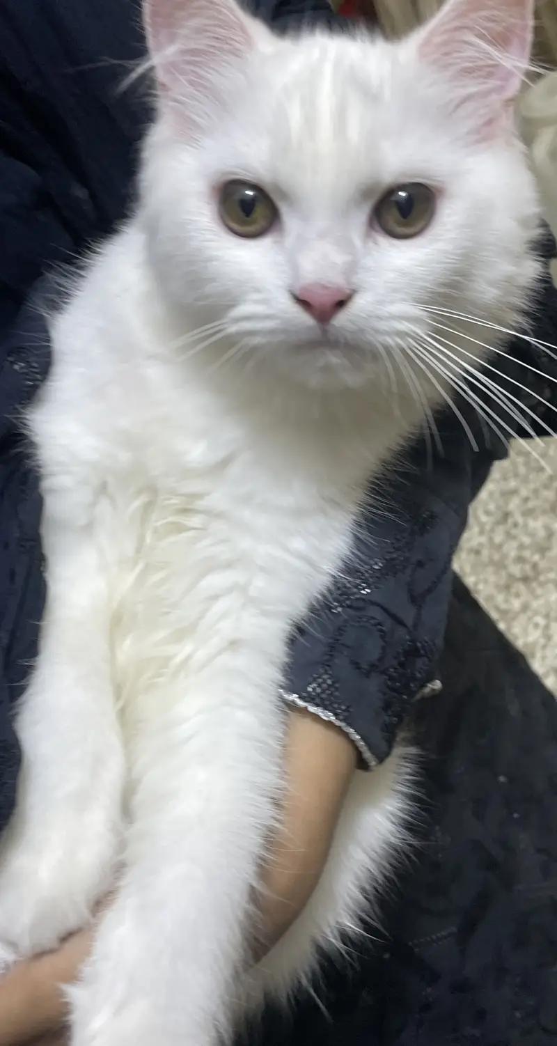 Beautiful White  Hazel Eyes Persian Cat Available For Loving Family — photo 4