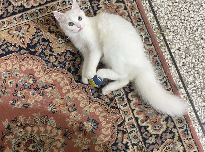 Beautiful White  Hazel Eyes Persian Cat Available For Loving Family — photo 5