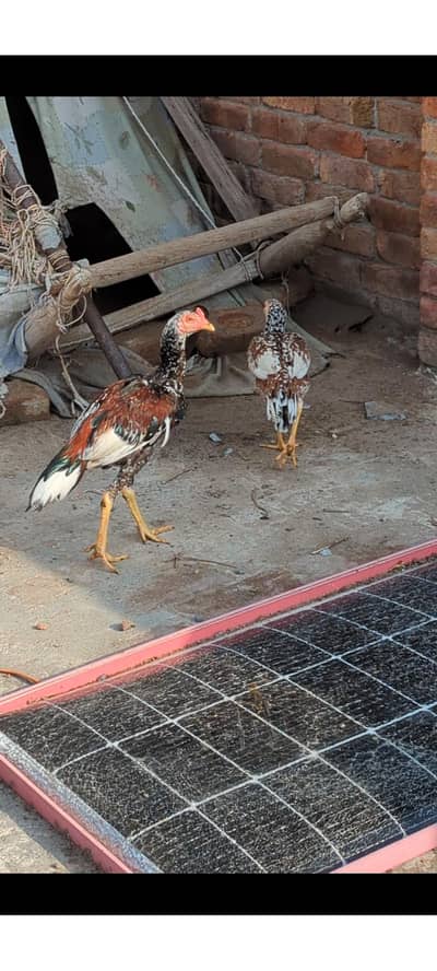 High Quality aseel mianwali