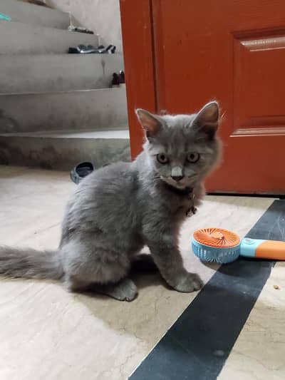 Persian kitten