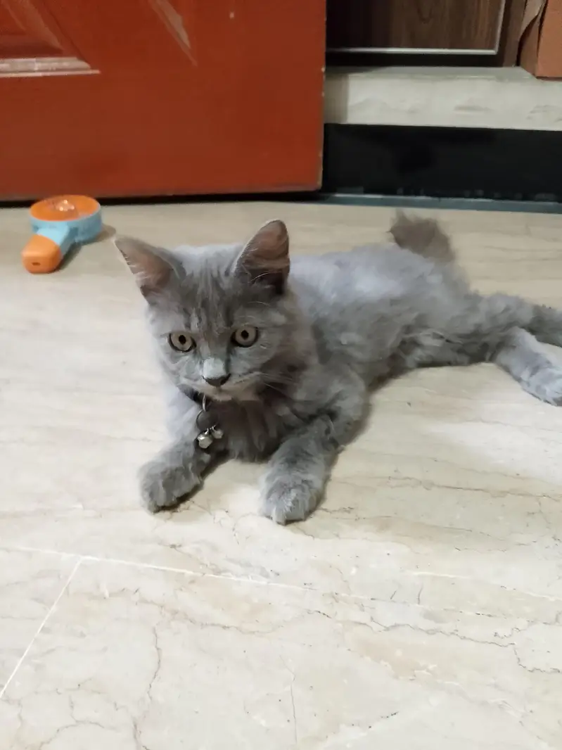 Persian kitten — photo 2