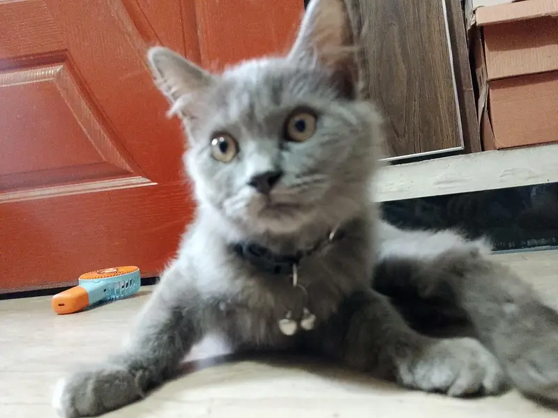 Persian kitten — photo 3
