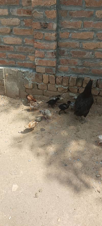 Aseel chuzay for sale total 16 chicks h 300 per chuza. 9 Aseel h or