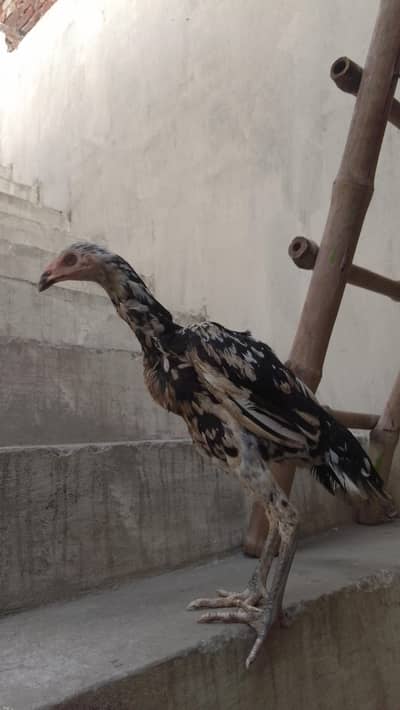 شامو فائٹر نسل کے 7 ماہ کے 2 مرغے اور 1 مرغی برائے فروخت