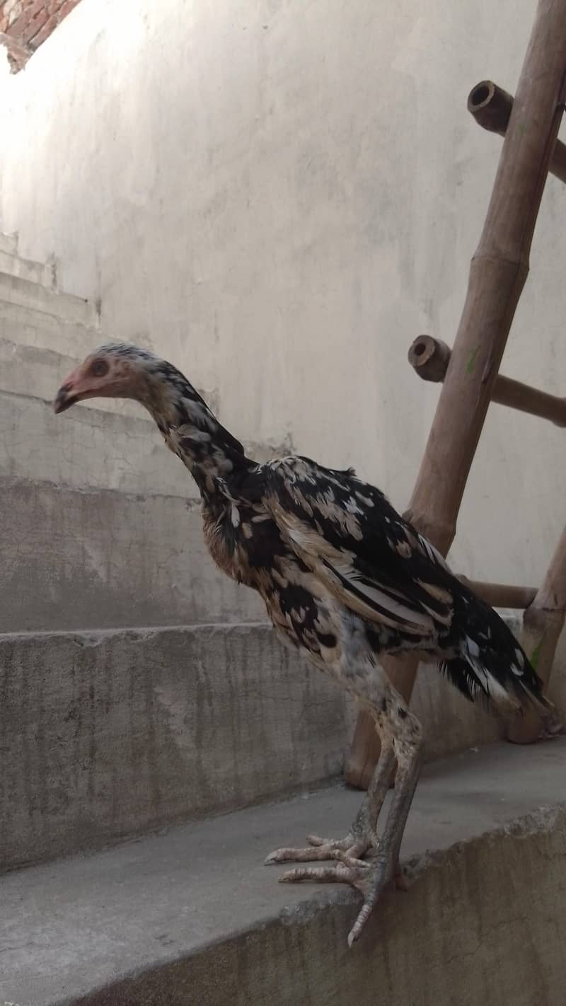 شامو فائٹر نسل کے 7 ماہ کے 2 مرغے اور 1 مرغی برائے فروخت 0