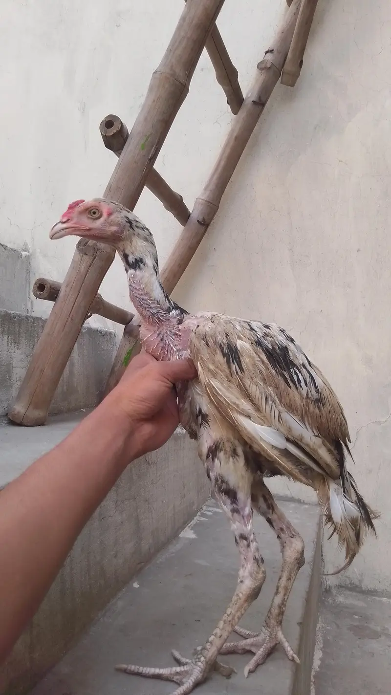 شامو فائٹر نسل کے 7 ماہ کے 2 مرغے اور 1 مرغی برائے فروخت — photo 2