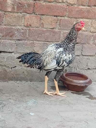 Aseel mainwali patha and two females for sale