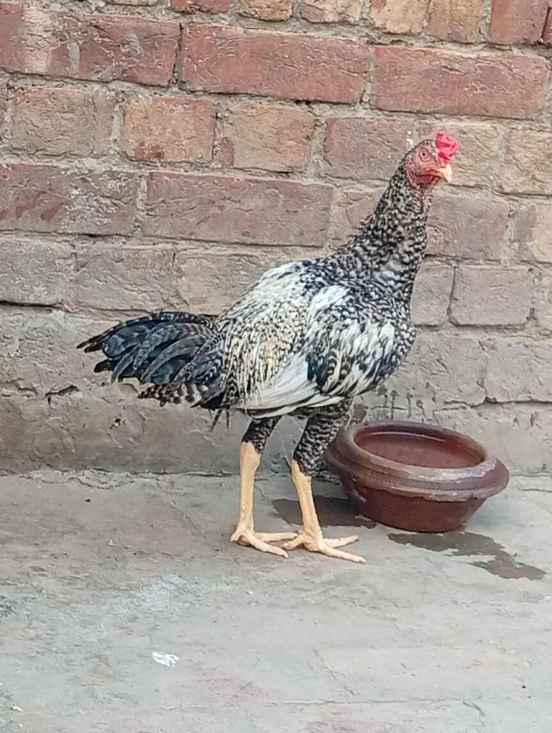 Aseel mainwali patha and two females for sale — photo 2