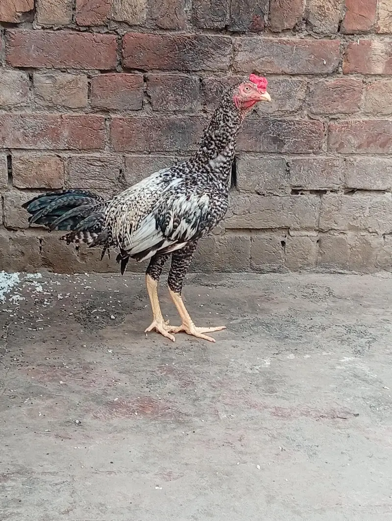Aseel mainwali patha and two females for sale — photo 3