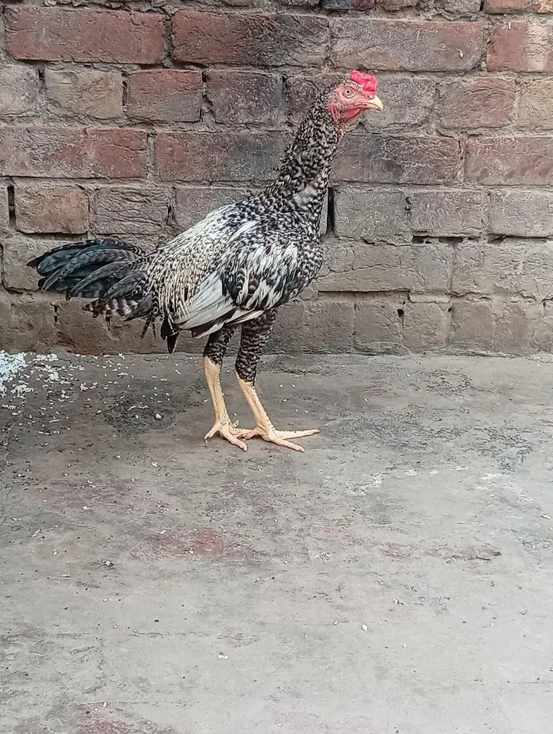 Aseel mainwali patha and two females for sale — photo 4