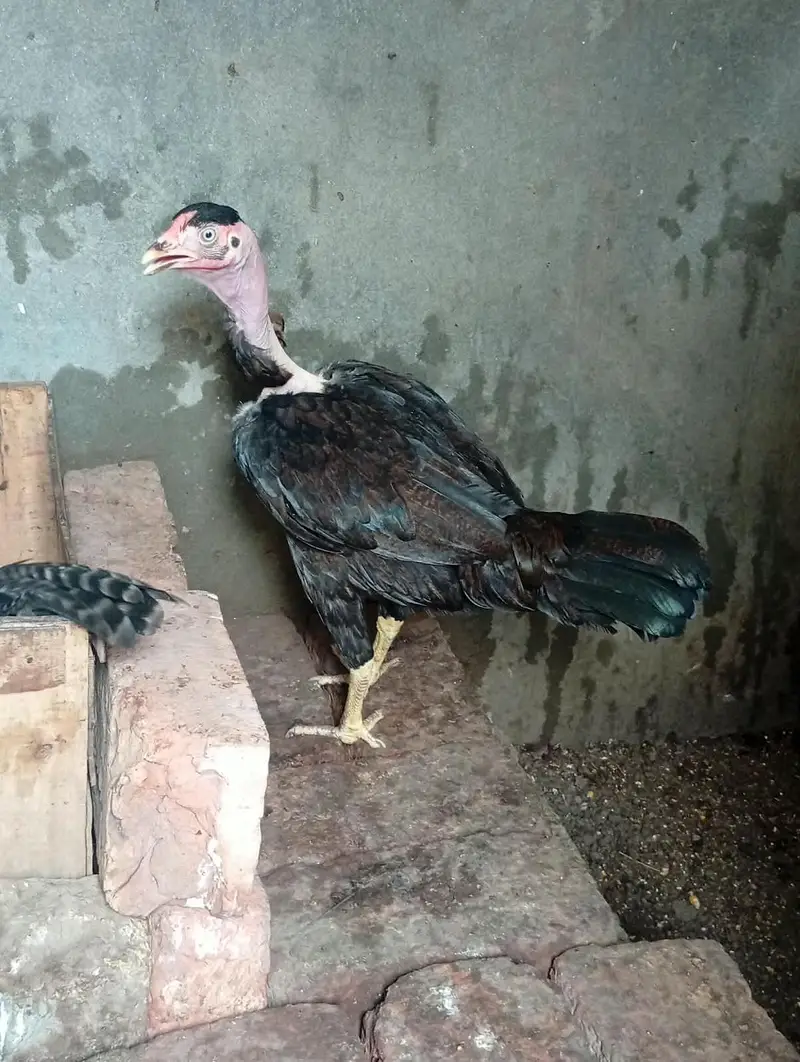 Aseel mainwali patha and two females for sale — photo 5