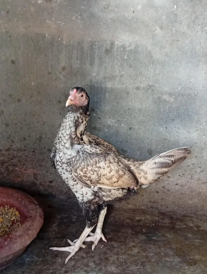 Aseel mainwali patha and two females for sale — photo 8