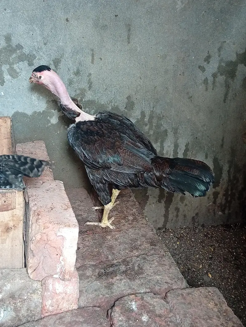 Aseel mainwali patha and two females for sale — photo 9