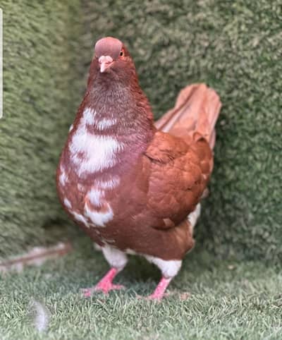 3  Red king moden pairs for sale