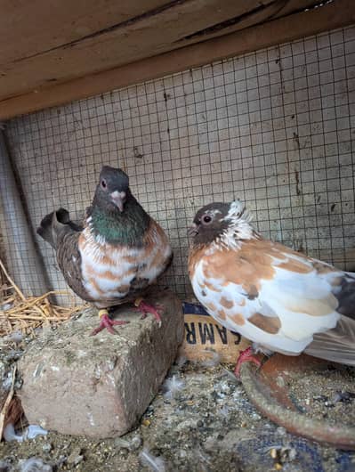 pishori breeder pair available