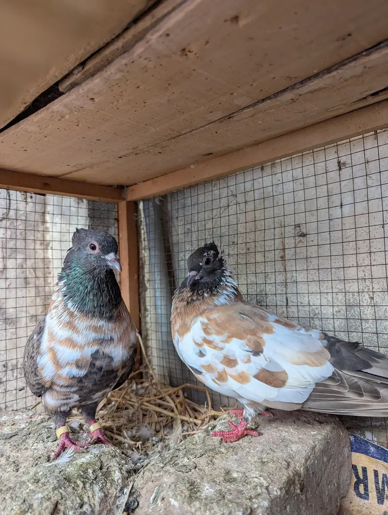 pishori breeder pair available — photo 2