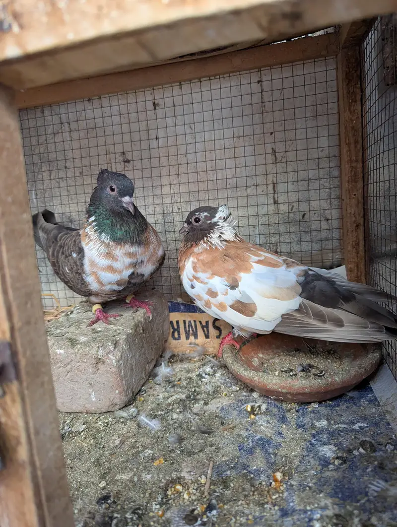 pishori breeder pair available — photo 3