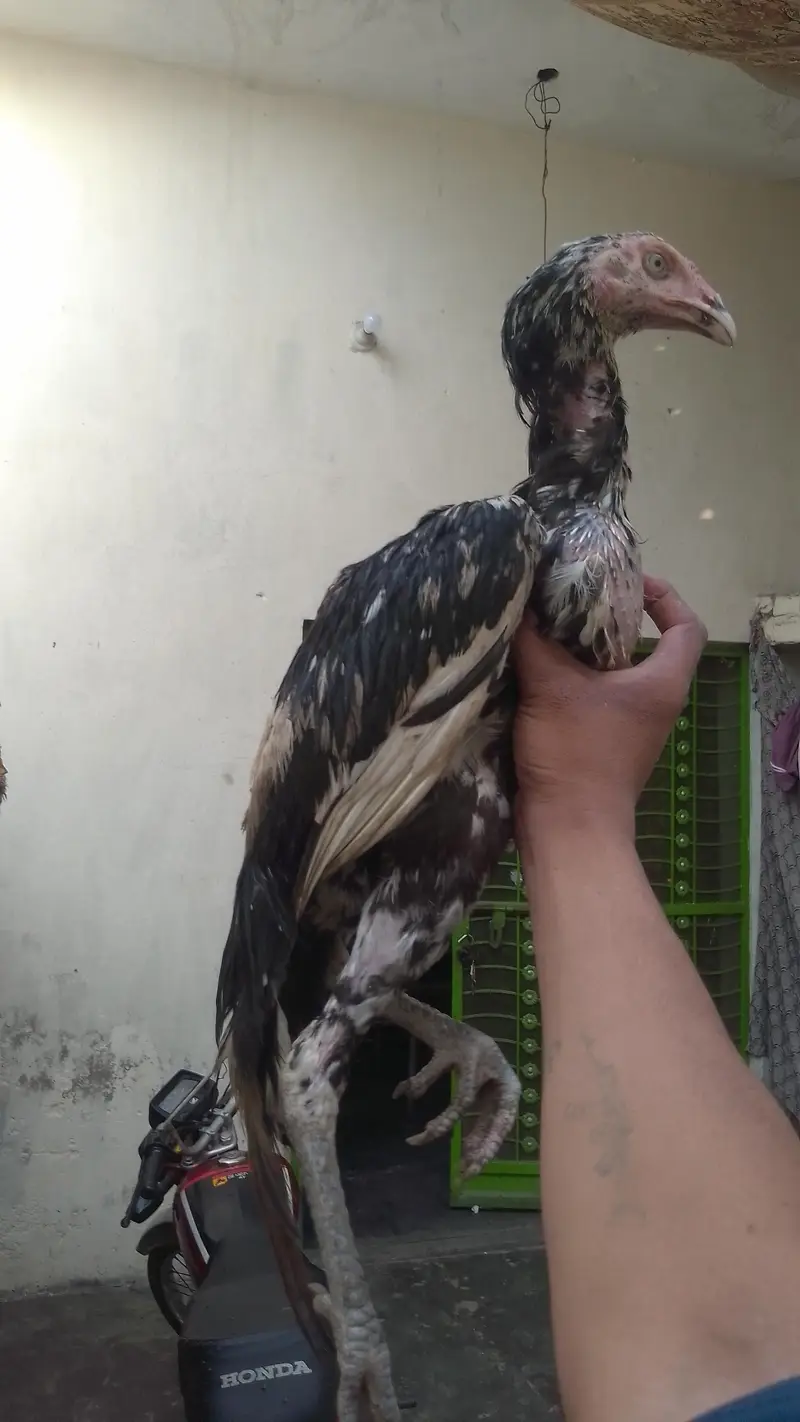 شامو فائٹر نسل کے 7 ماہ کے 2 مرغے اور 1 مرغی برائے فروخت — photo 3