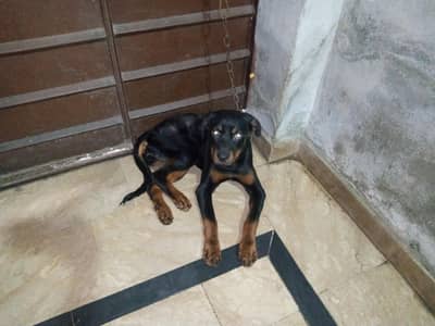 Rottweiler male