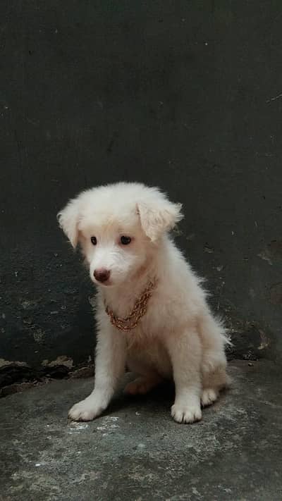 Russian Puppy