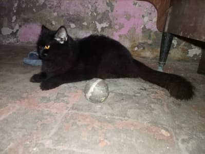 persian cat 9 month