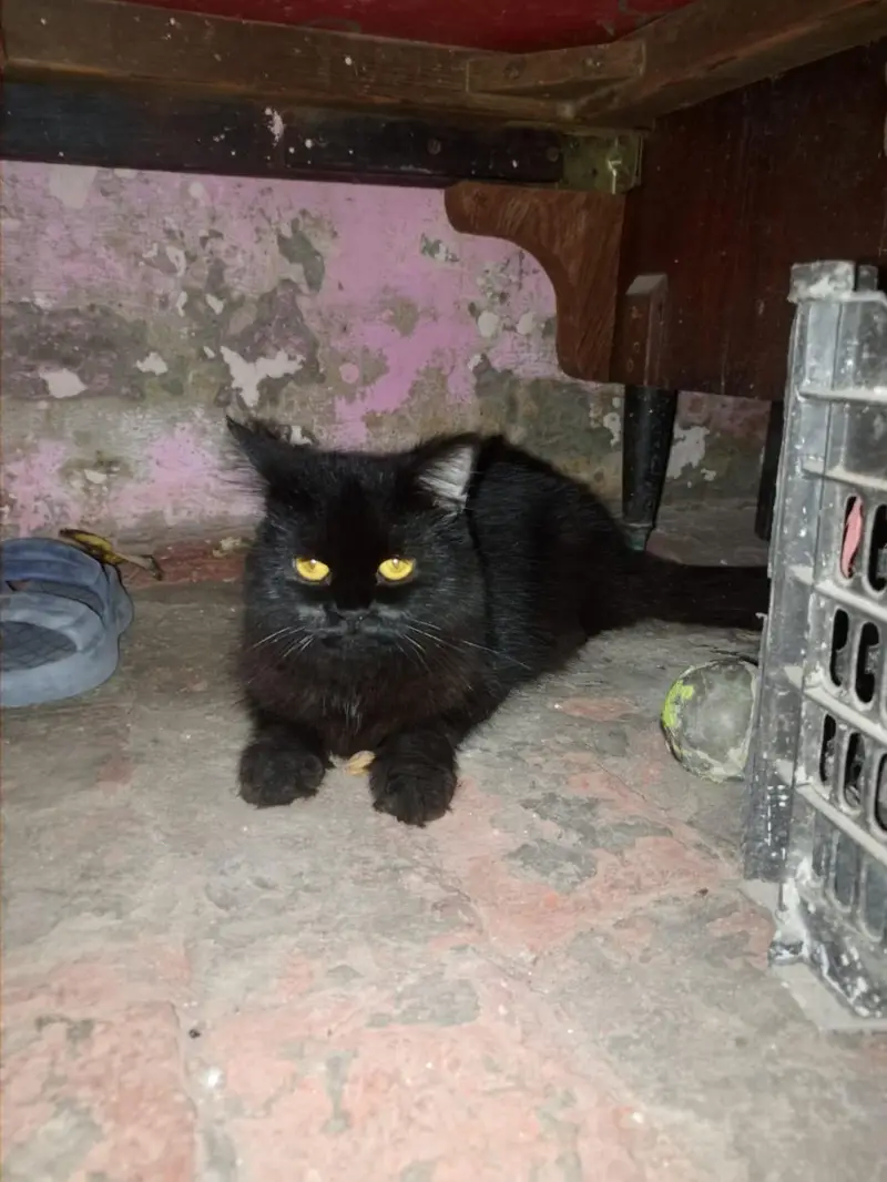 persian cat 9 month — photo 2