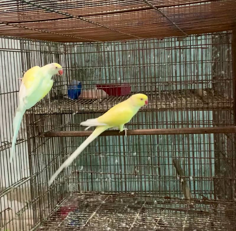Cremino ringneck pair 1