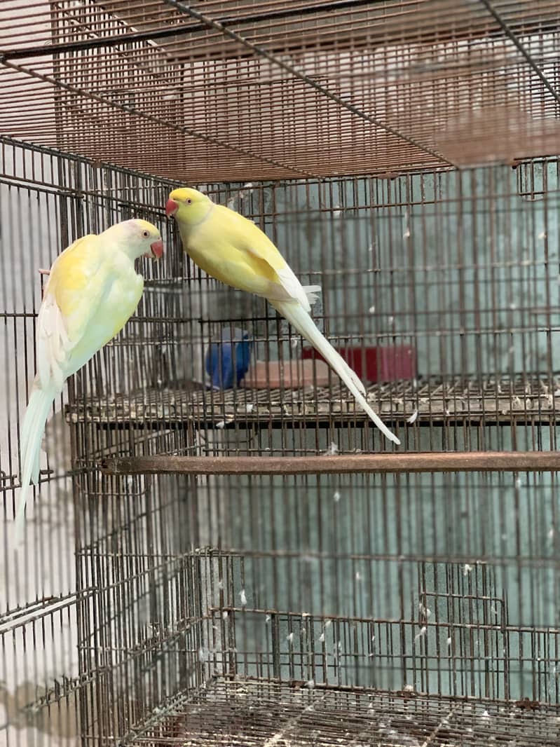 Cremino ringneck pair 2