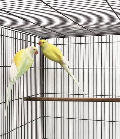 Cremino ringneck pair