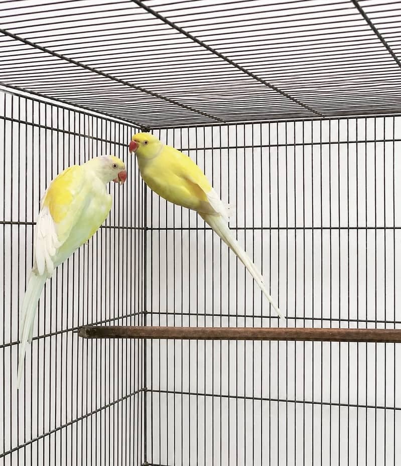 Cremino ringneck pair 0