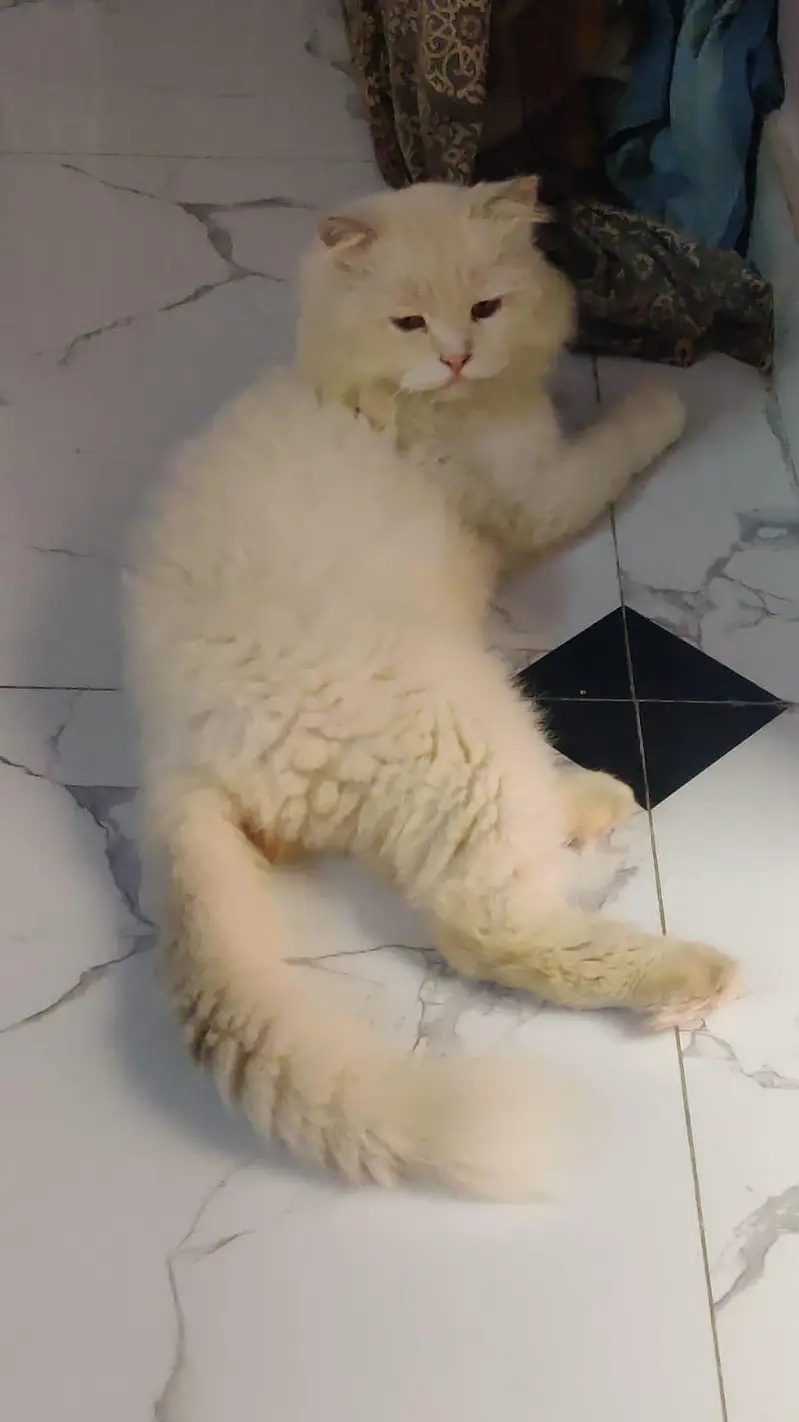 White Persian male neuter Cat — photo 2