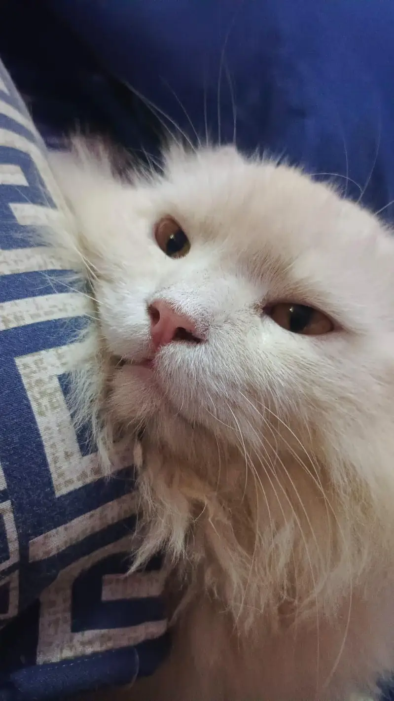 White Persian male neuter Cat — photo 3