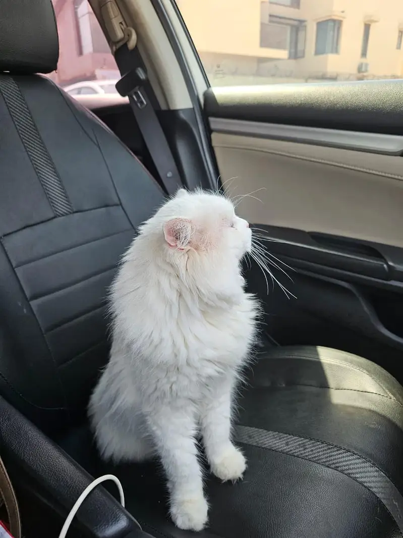 White Persian male neuter Cat — photo 4